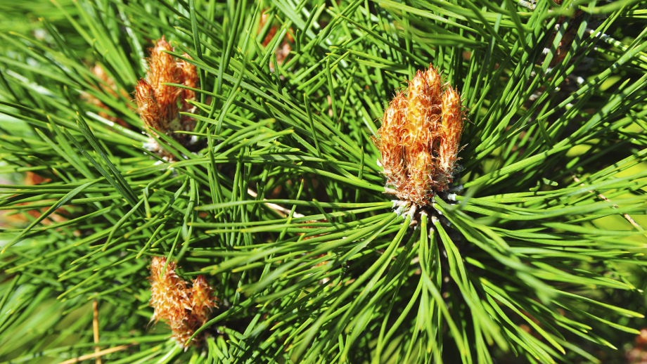 Drzewo Iglaste O Stożkowatej Koronie I Długich Zwisających Szyszkach 5 najpopularniejszych iglastych drzew ogrodowych - Allegro.pl