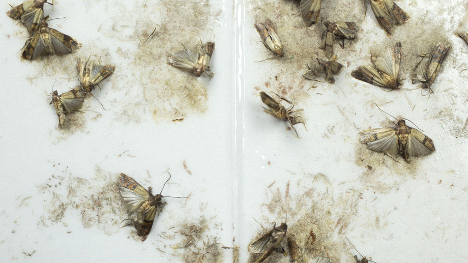 Muszki, mole spożywcze i odzieżowe w mieszkaniu – jak się ich pozbyć ...